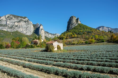 Vineyard in Countryside