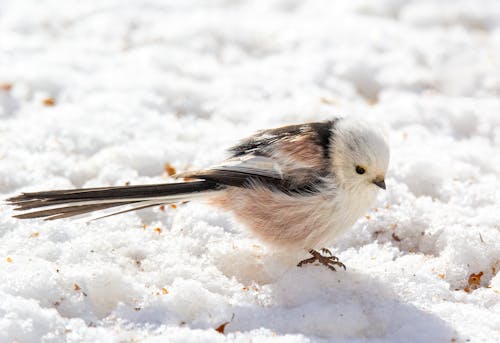 Long-tailed Tit with White Head on Snow