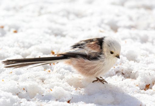 Free stock photo of bird, feathers, small bird