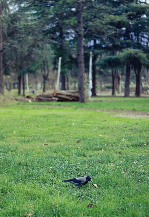 Free A Western Jackdaw searching for food on a grassy field in a serene park setting. Stock Photo