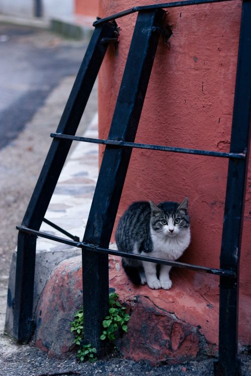 Free A cute stray cat sitting against a red wall outdoors, surrounded by metal bars. Stock Photo