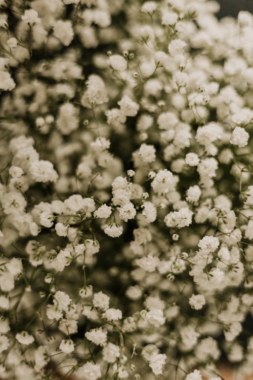 Darmowe zdjęcie z galerii z kwiaty, natura, pionowy strzał