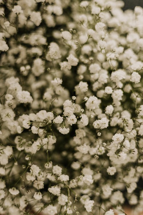 Close up of Flowers