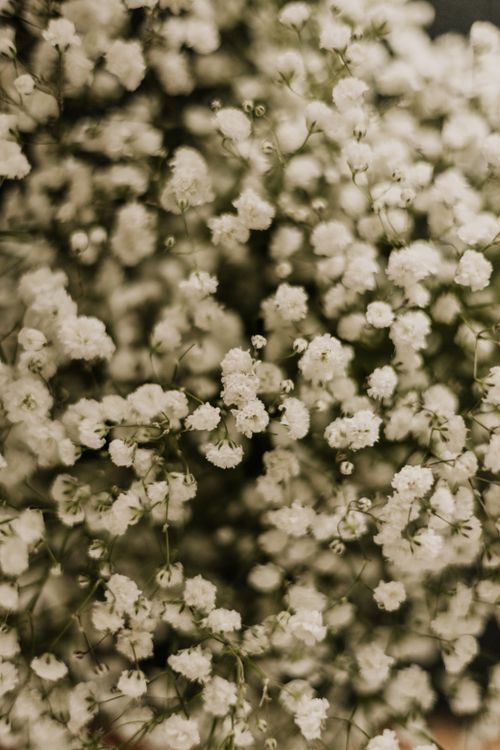 Free Beautiful close-up of white baby's breath flowers in soft light, evoking a sense of tranquility. Stock Photo