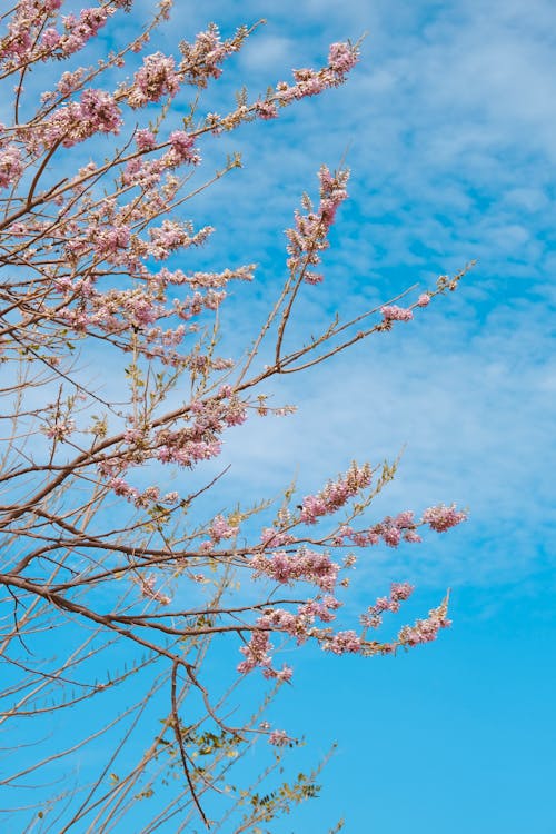 Foto profissional grátis de árvore de cereja, flor, flora