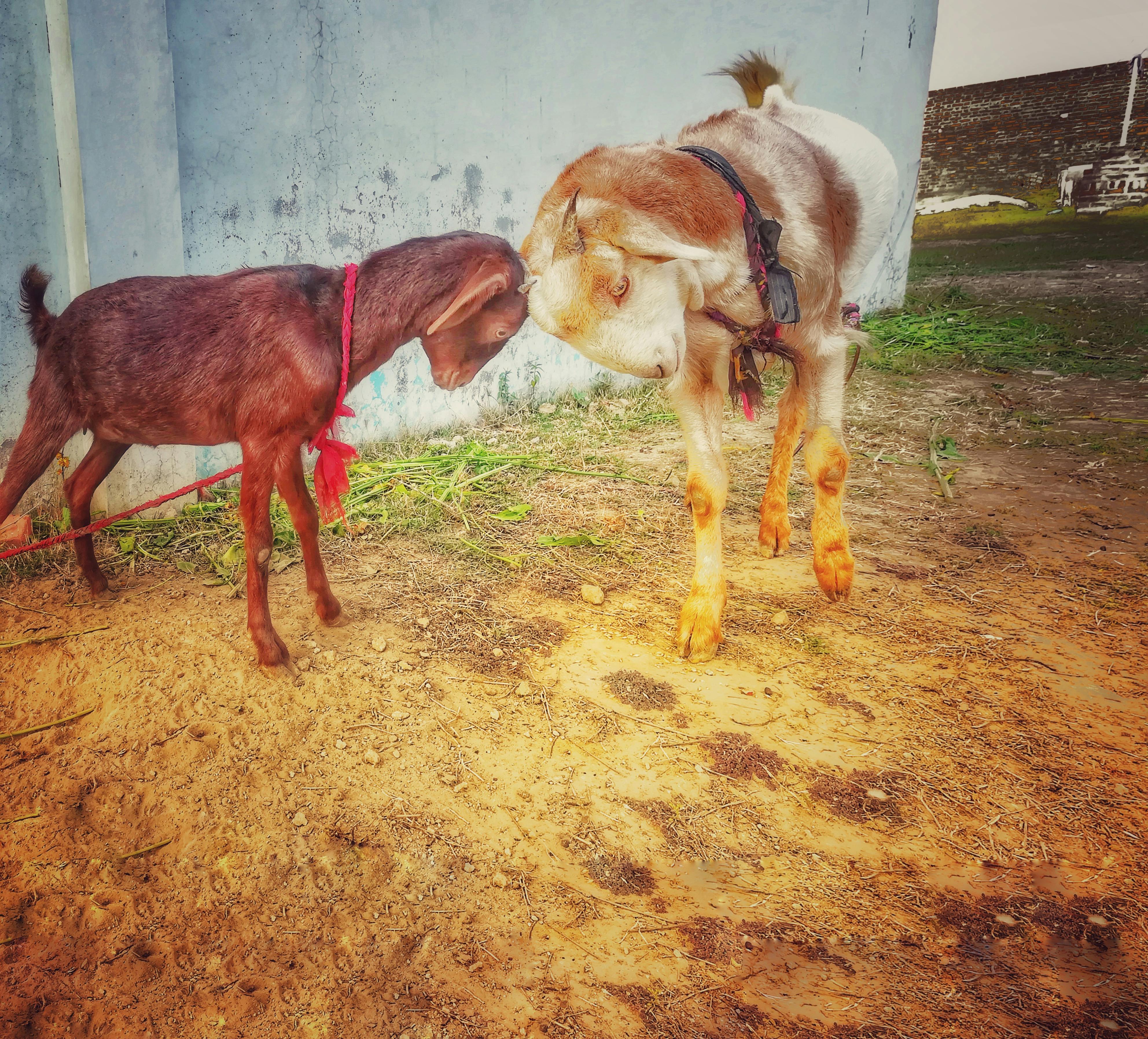 Free stock photo of animal farming, domestic goat, goat