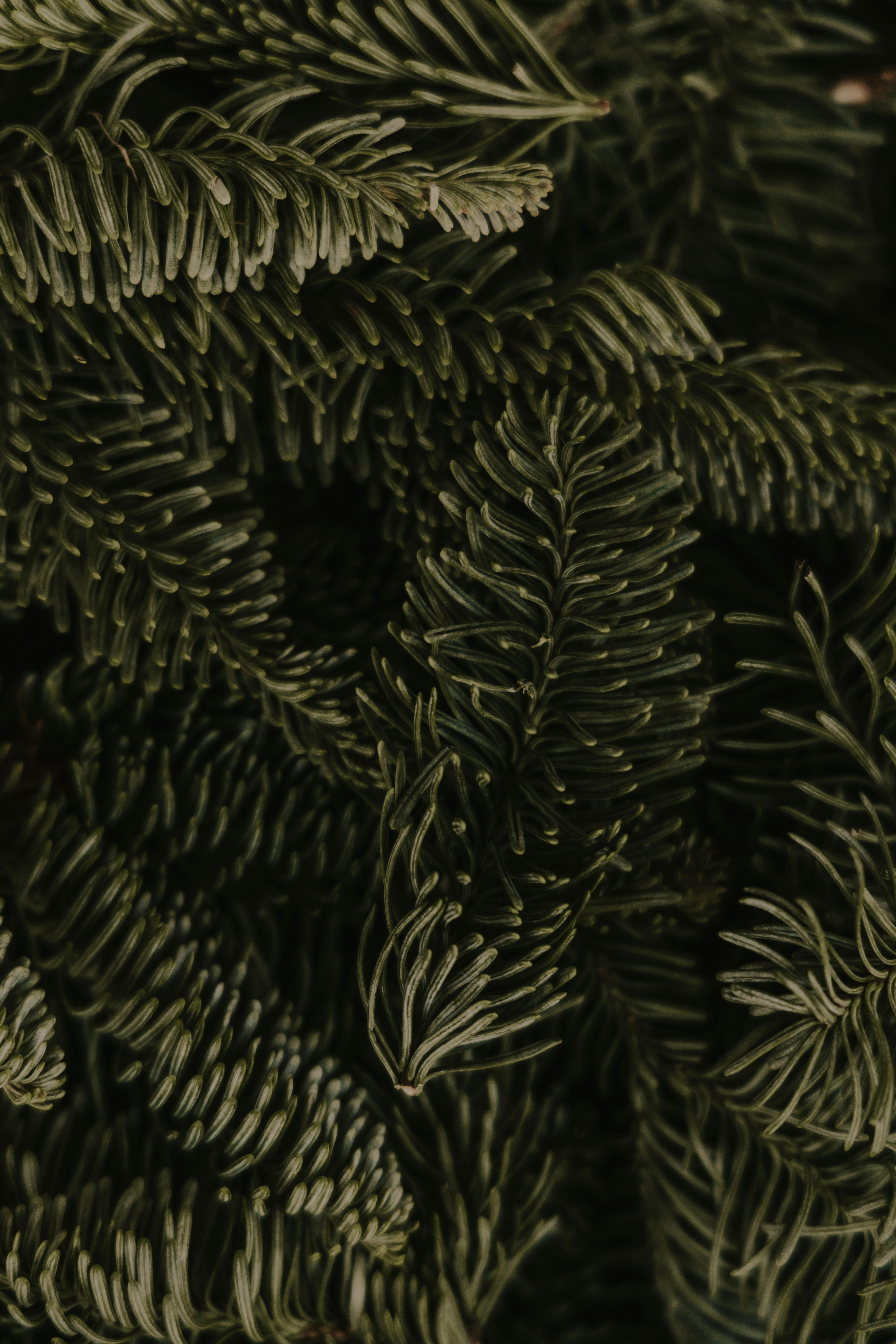 Detailed close-up of lush green pine needles, showcasing natural textures.