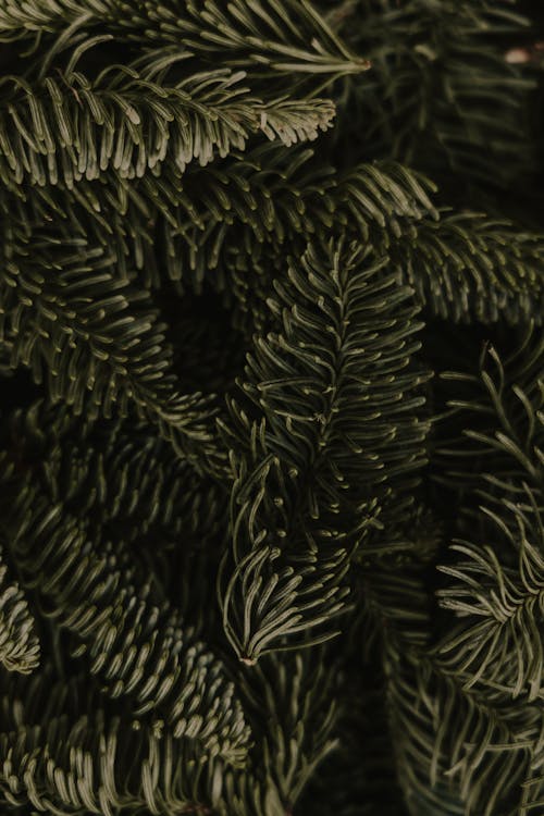Close up of a Pine