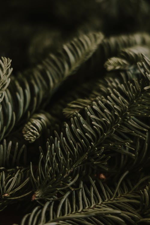 Close up of Green Needles