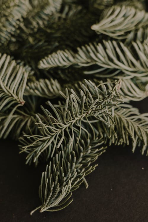 Close up of Evergreen Needles