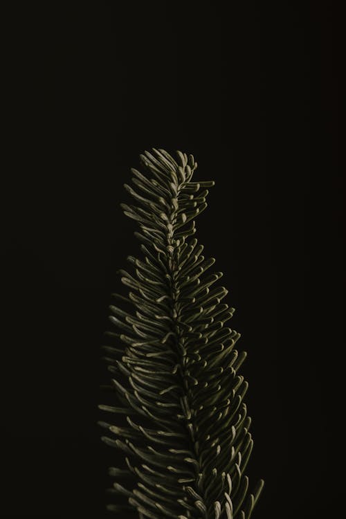 Close-up of Conifer Tree Branch on Black Background