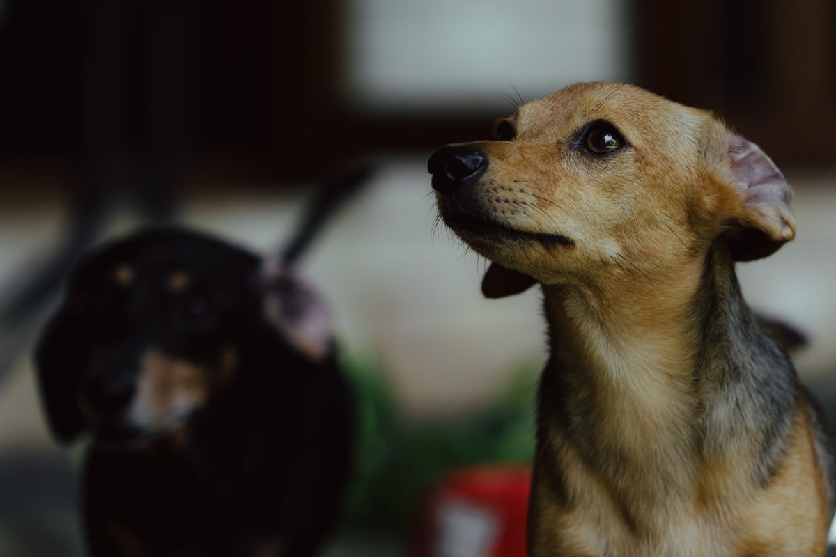 Ein Hund lernt Tricks