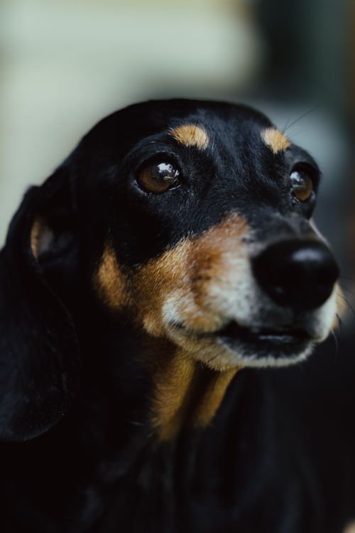 Free Charming close-up portrait of a black and tan Dachshund showcasing its expressive eyes and shiny coat. Stock Photo