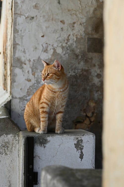 4k duvar kağıdı, başıboş, başıboş kedi içeren Ücretsiz stok fotoğraf