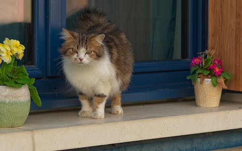 Foto stok gratis ambang jendela, anak kucing, binatang