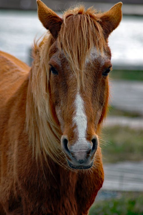 Portrait of Brown Horse