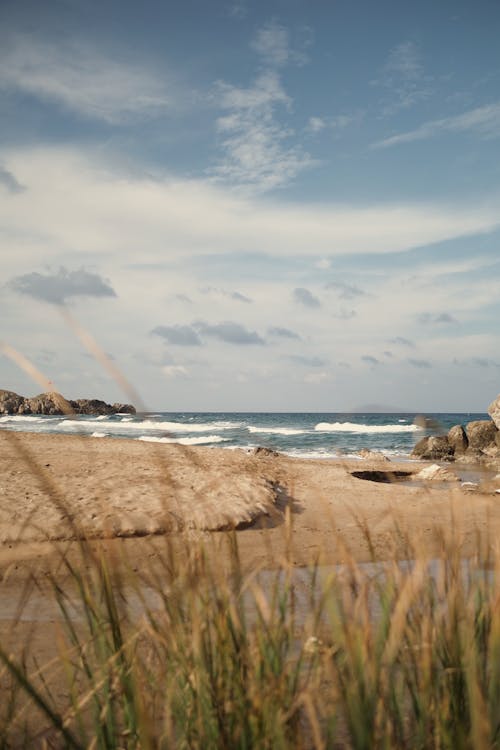 Rushes on Sea Shore