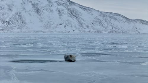 Immagine gratuita di antartico, congelato, esterno