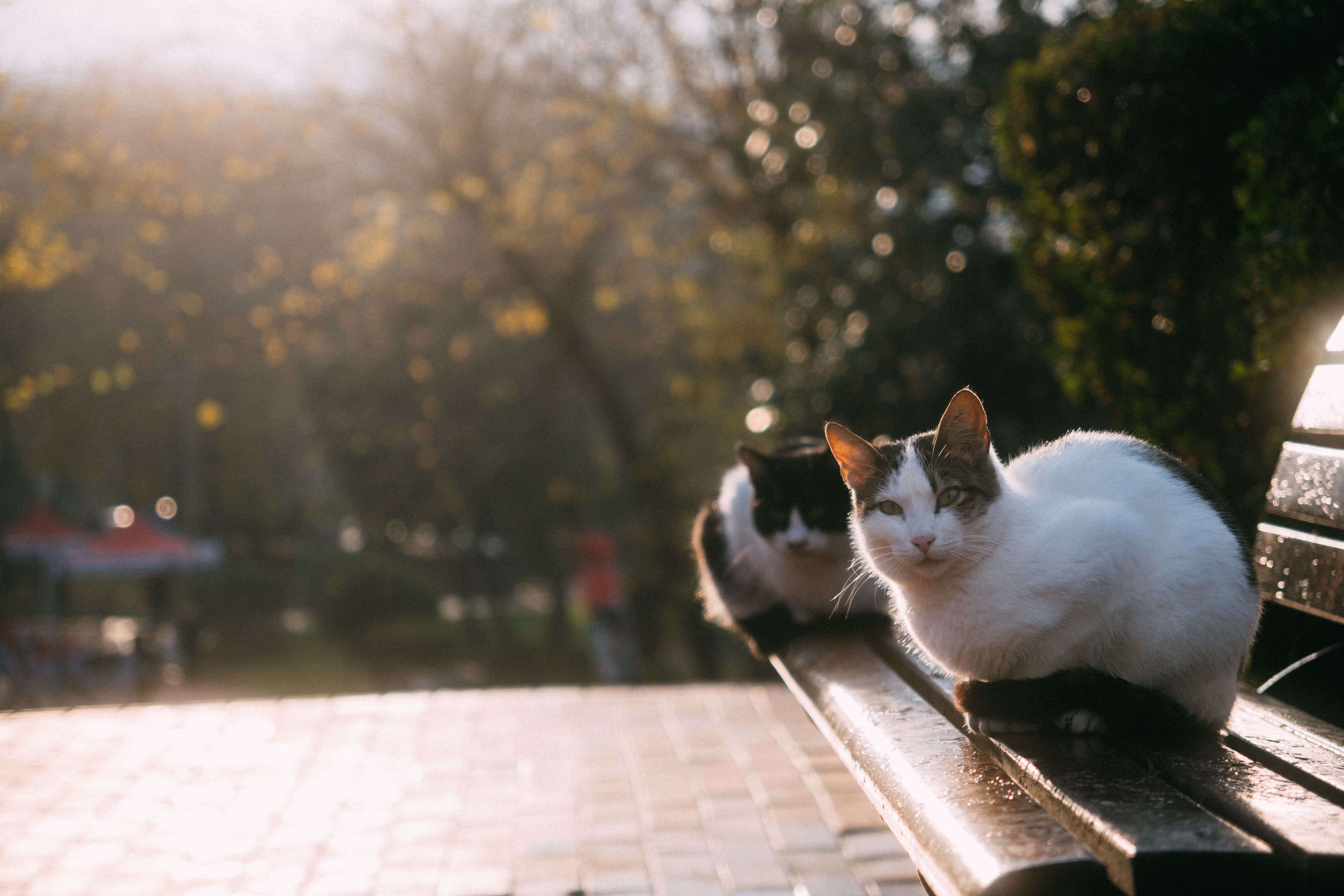 Two Cats Sitting on a Bench in Sunlight · Free Stock Photo