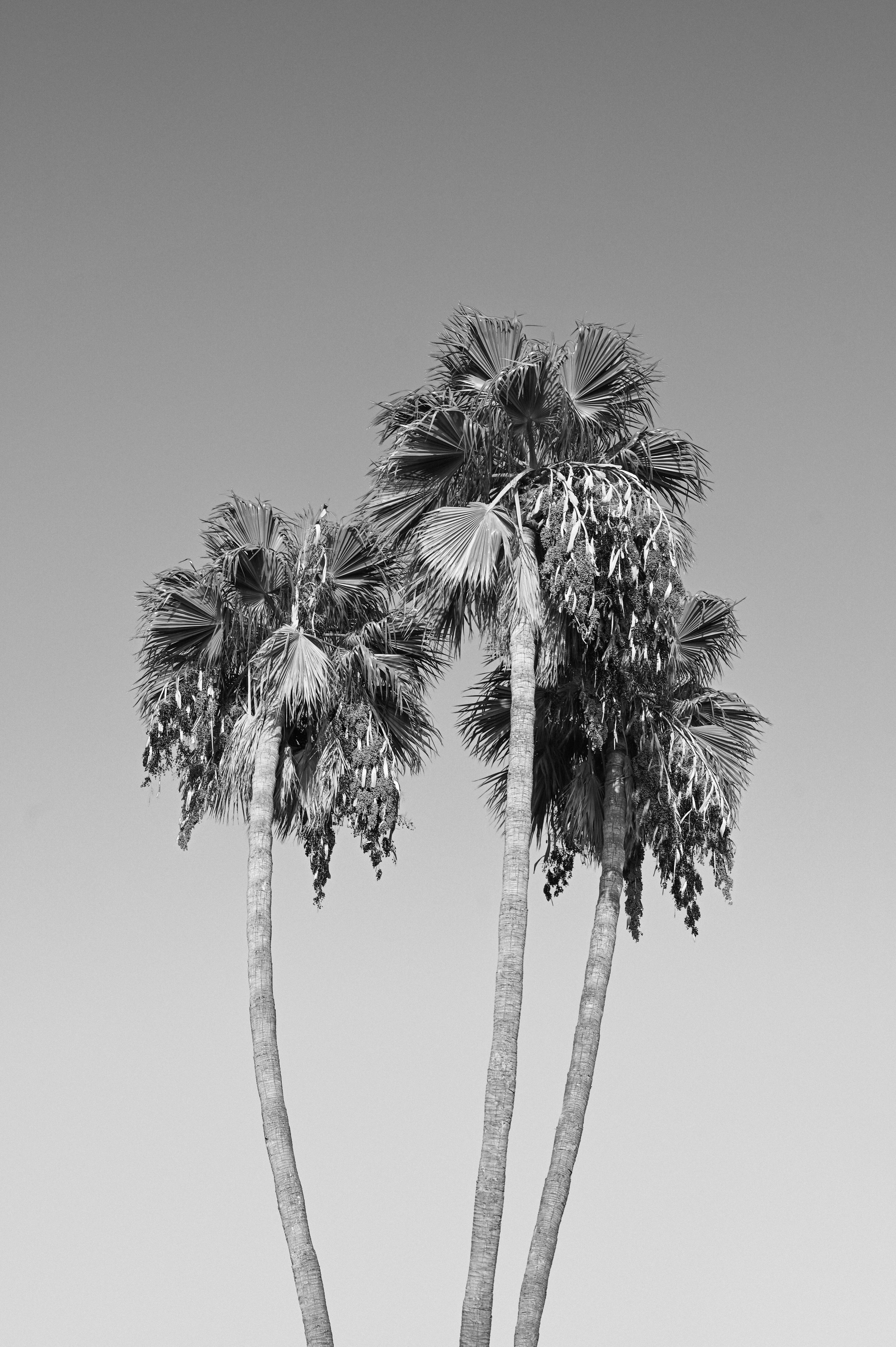 Three palm trees silhouetted against a clear sky in black and white.