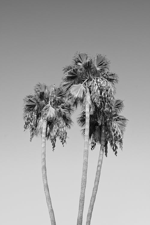 Free Black and white photograph of two palm trees Stock Photo