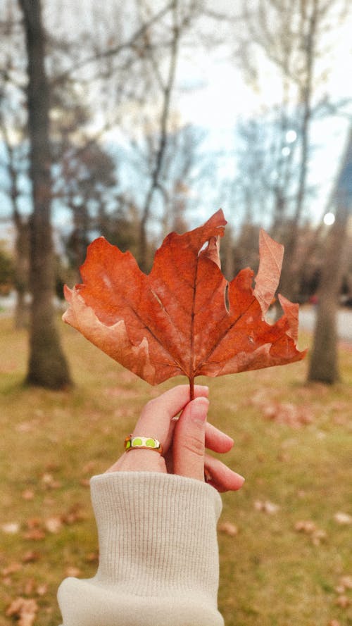 Woman Holding Autumnal Maple Leaf