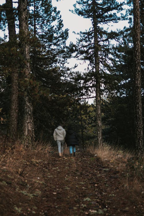 Foto d'estoc gratuïta de arbres, bosc, camí