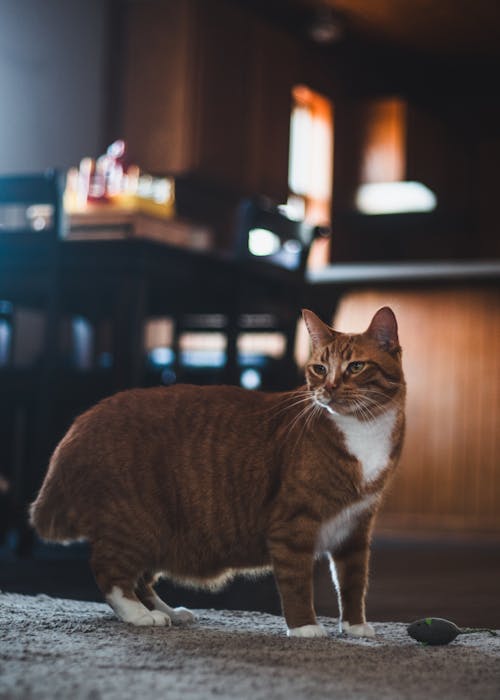 Photo of a White and Orange Cat Standing on a Rug in a Room 