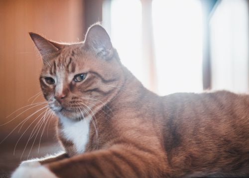 Free Ginger domestic cat lying comfortably in sunlight indoors, exuding a relaxed vibe. Stock Photo