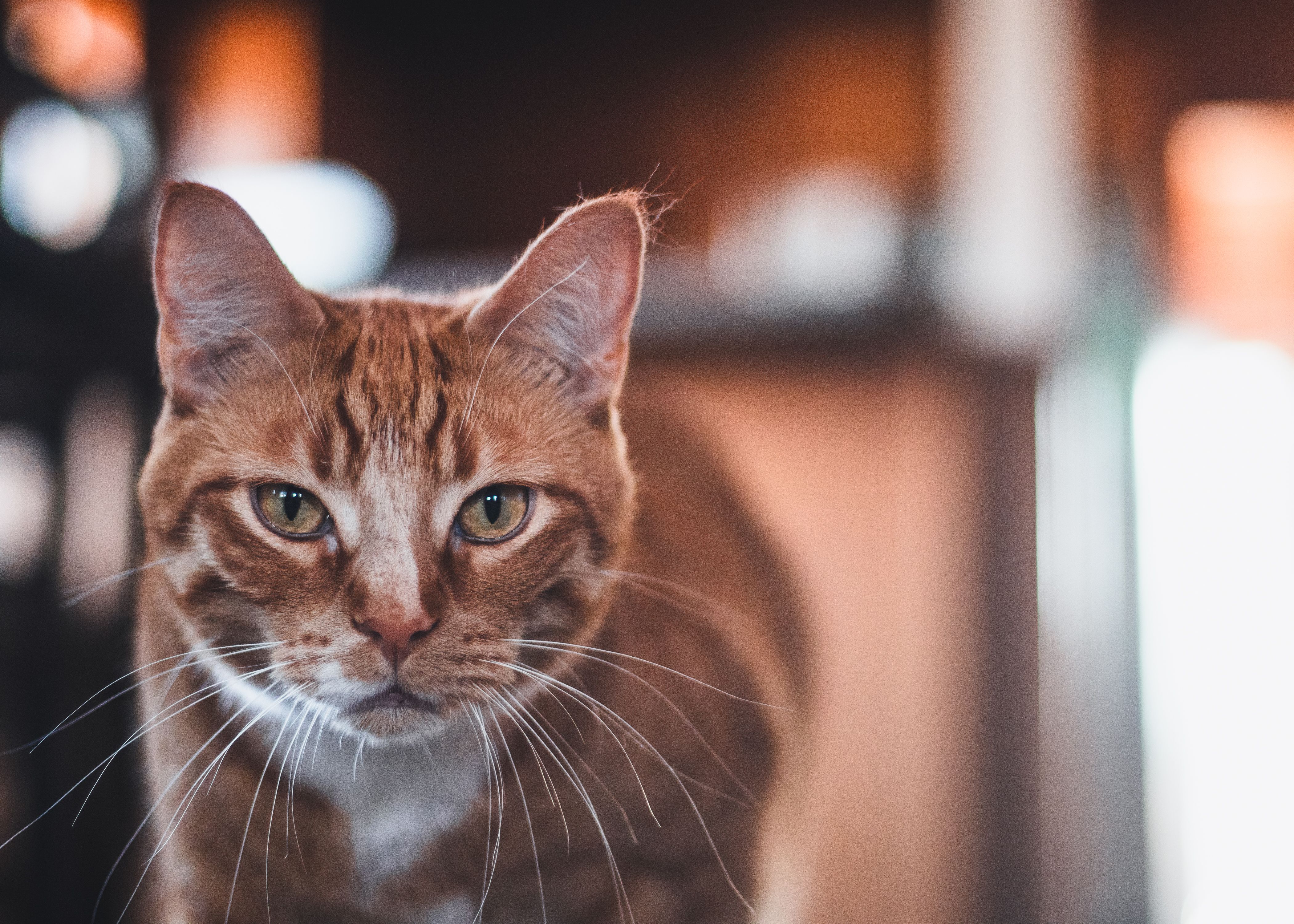 Veterinary care for a cat