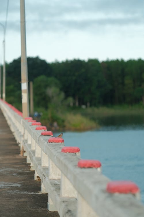 Bird on Bridge Railing