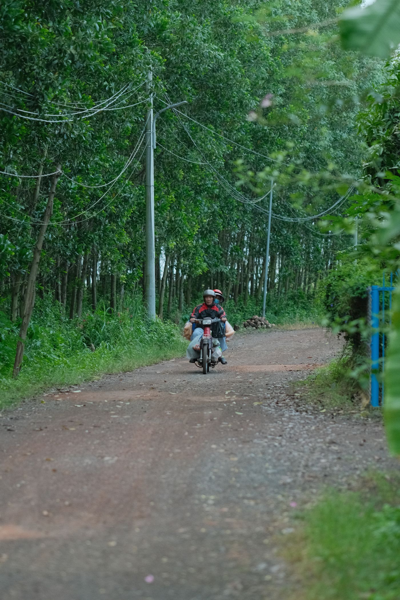 A rider on a dirt road through the trees, Cambodia