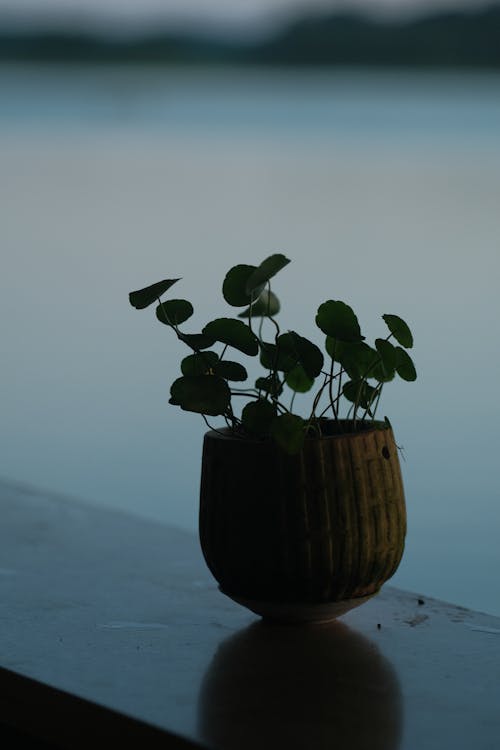 Plant in Flowerpot