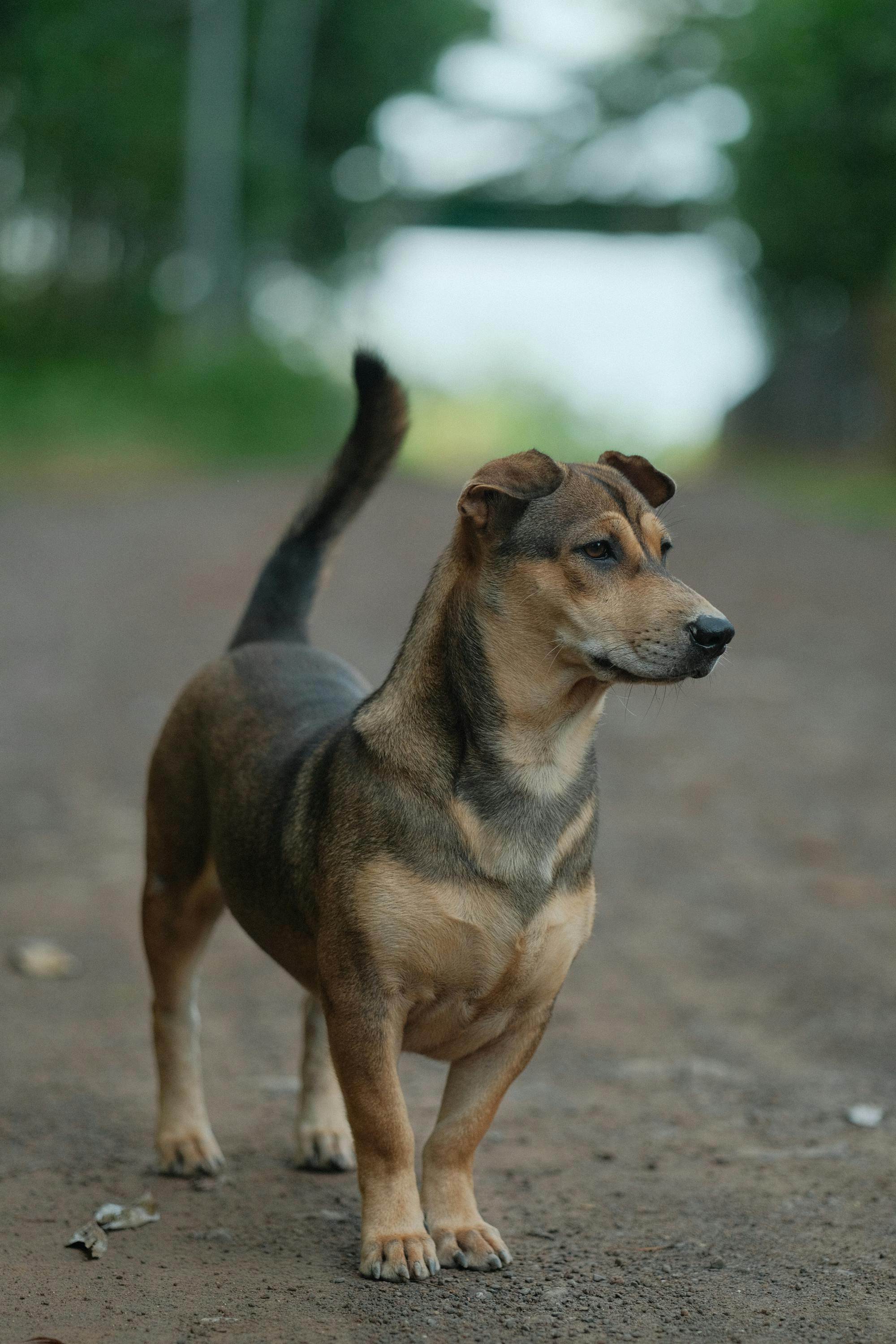 The 12 Reasons Behind Why Dogs Rub Their Faces on the Ground