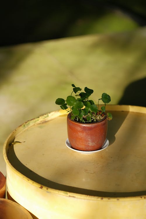 Plant on Table