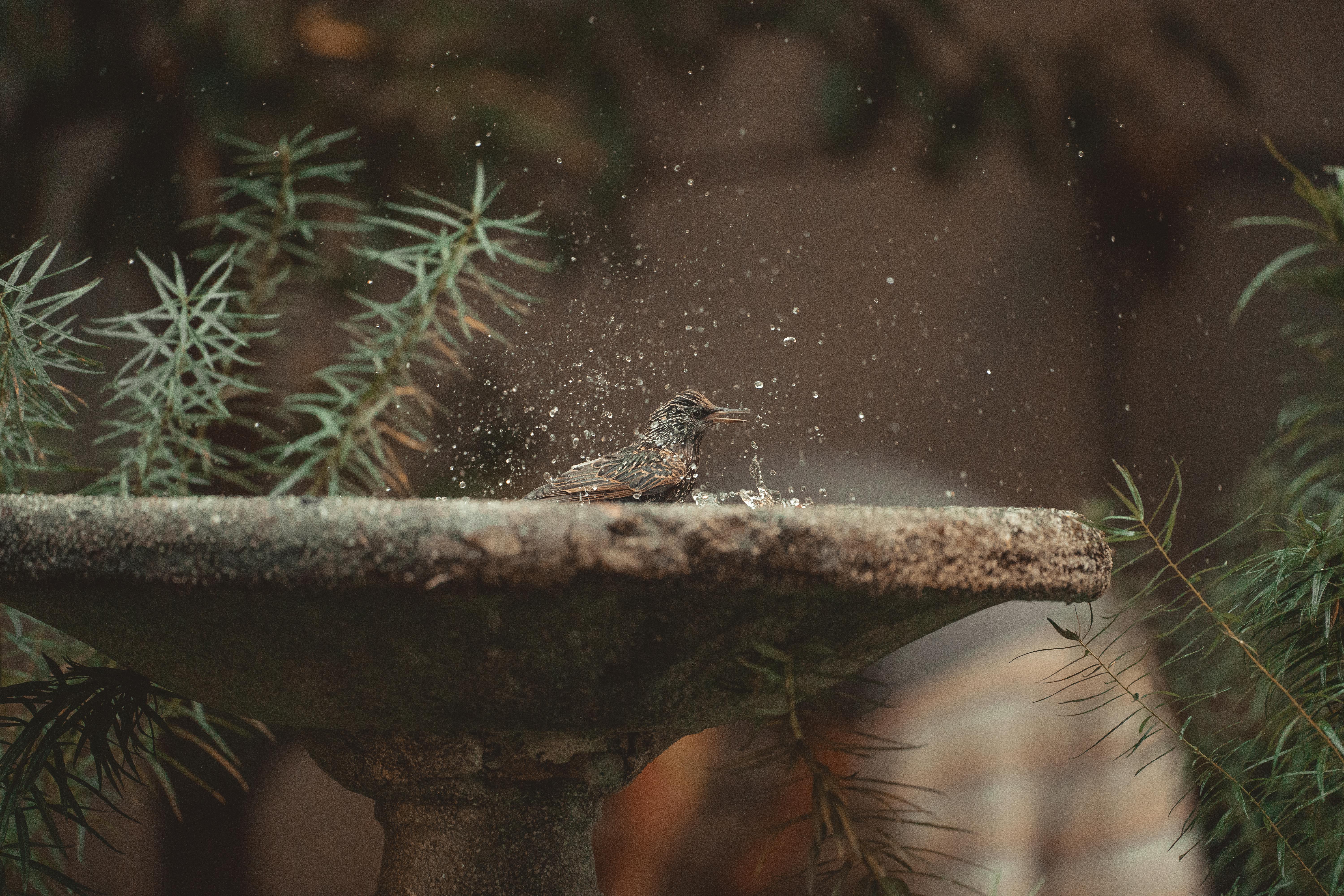 A common starling splashes in an outdoor fountain surrounded by lush greenery.