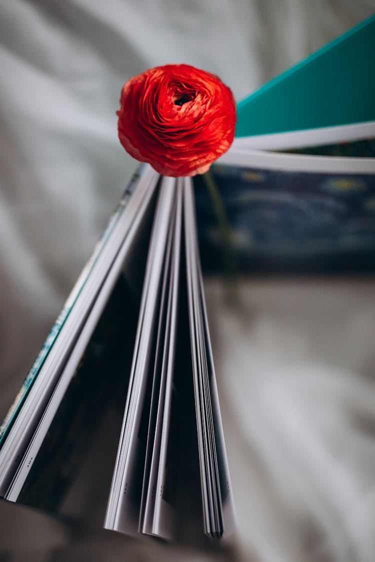 Red Flower In Book