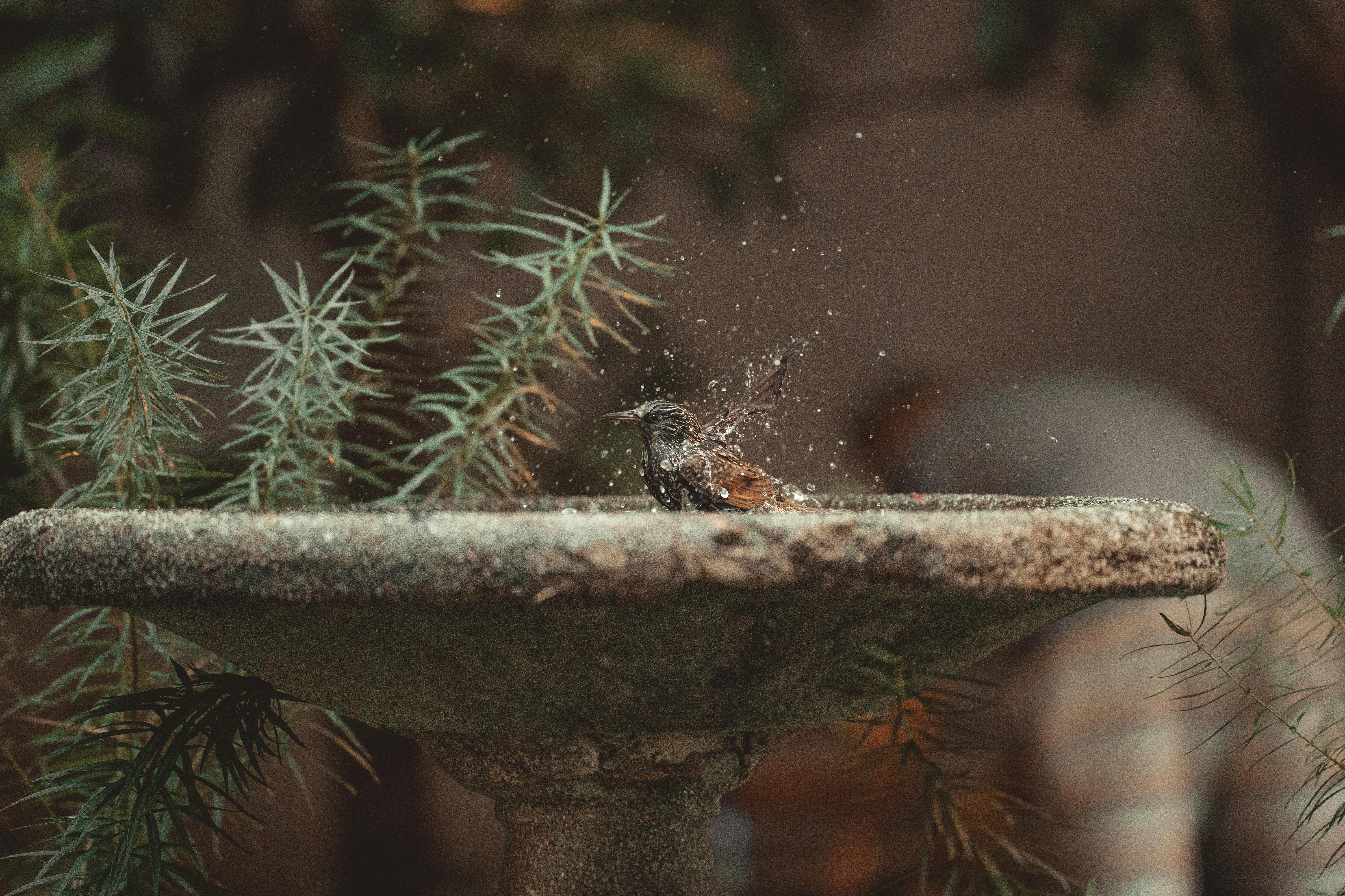 Small Tabletop Fountain In A Balcony Garden