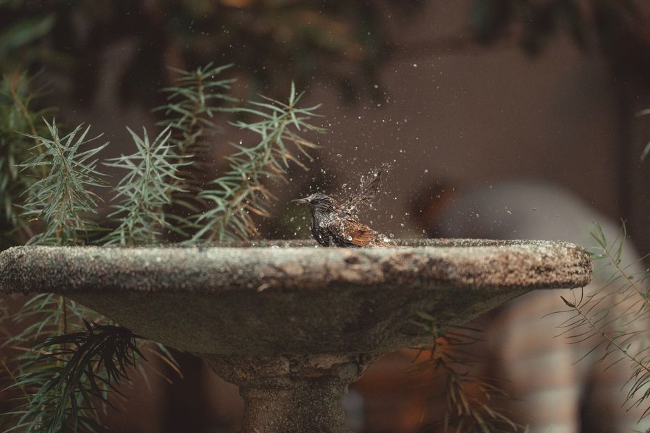 A common starling splashes in a garden fountain, surrounded by lush greenery.