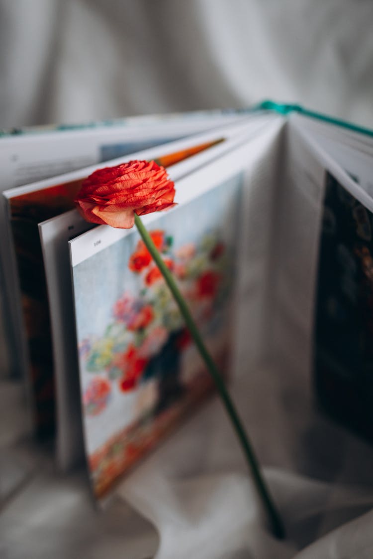 A Red Flower And A Book With Illustrations 