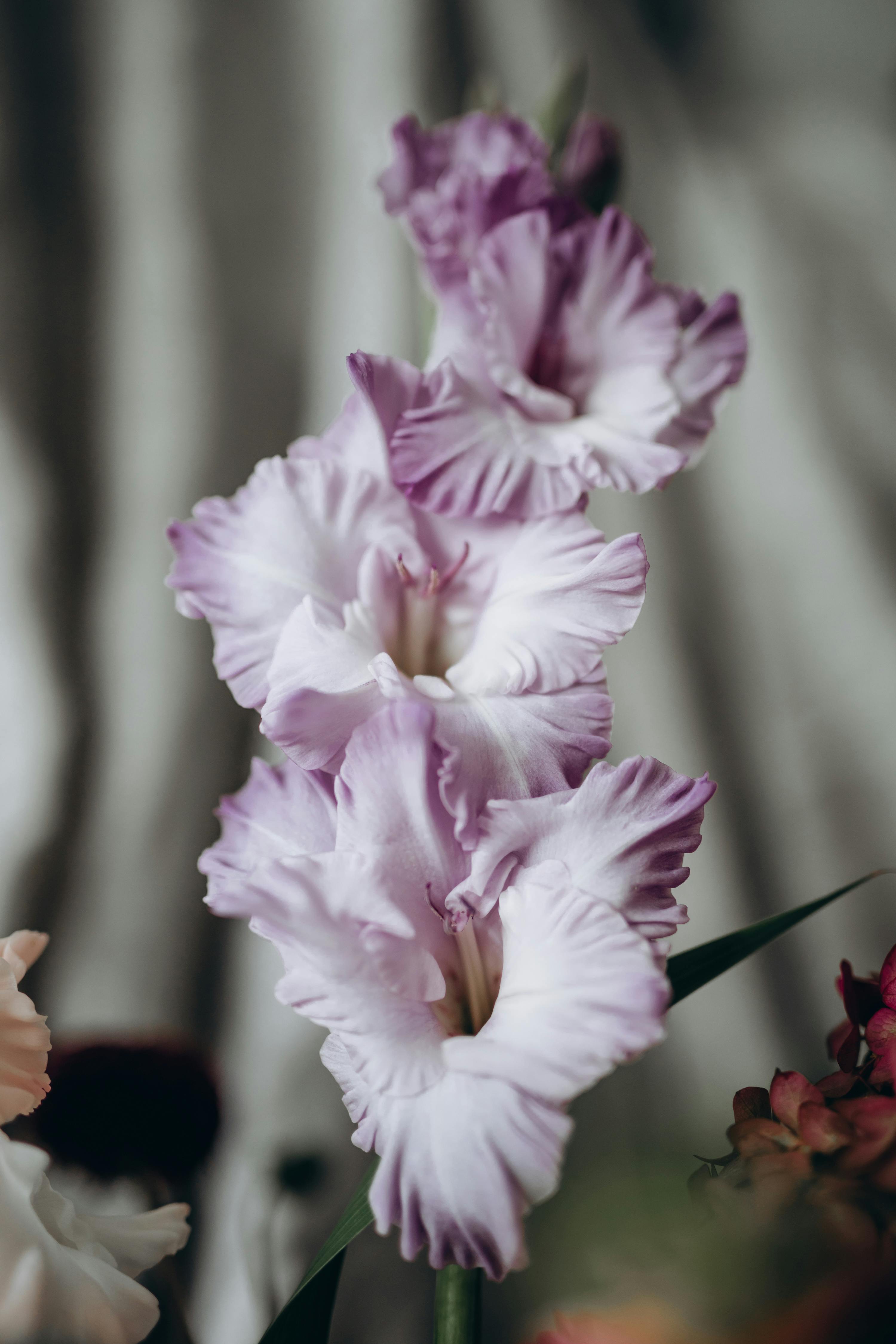 A detailed close-up of a vibrant pink and white gladiolus flower with delicate petals.