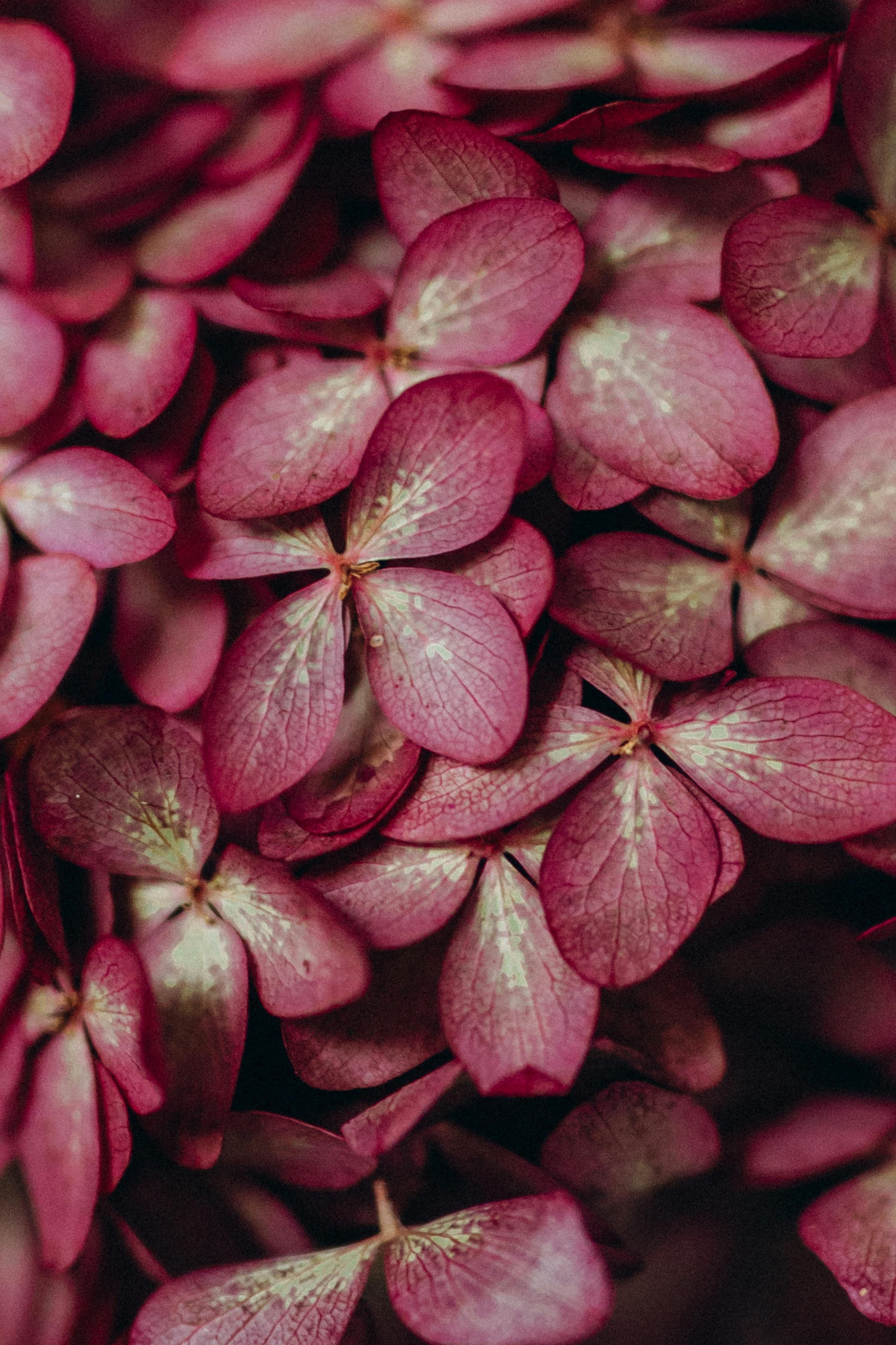 Vibrant pink hydrangea petals in a detailed vertical close-up.