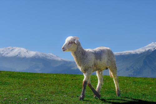 Lamb on Grassland