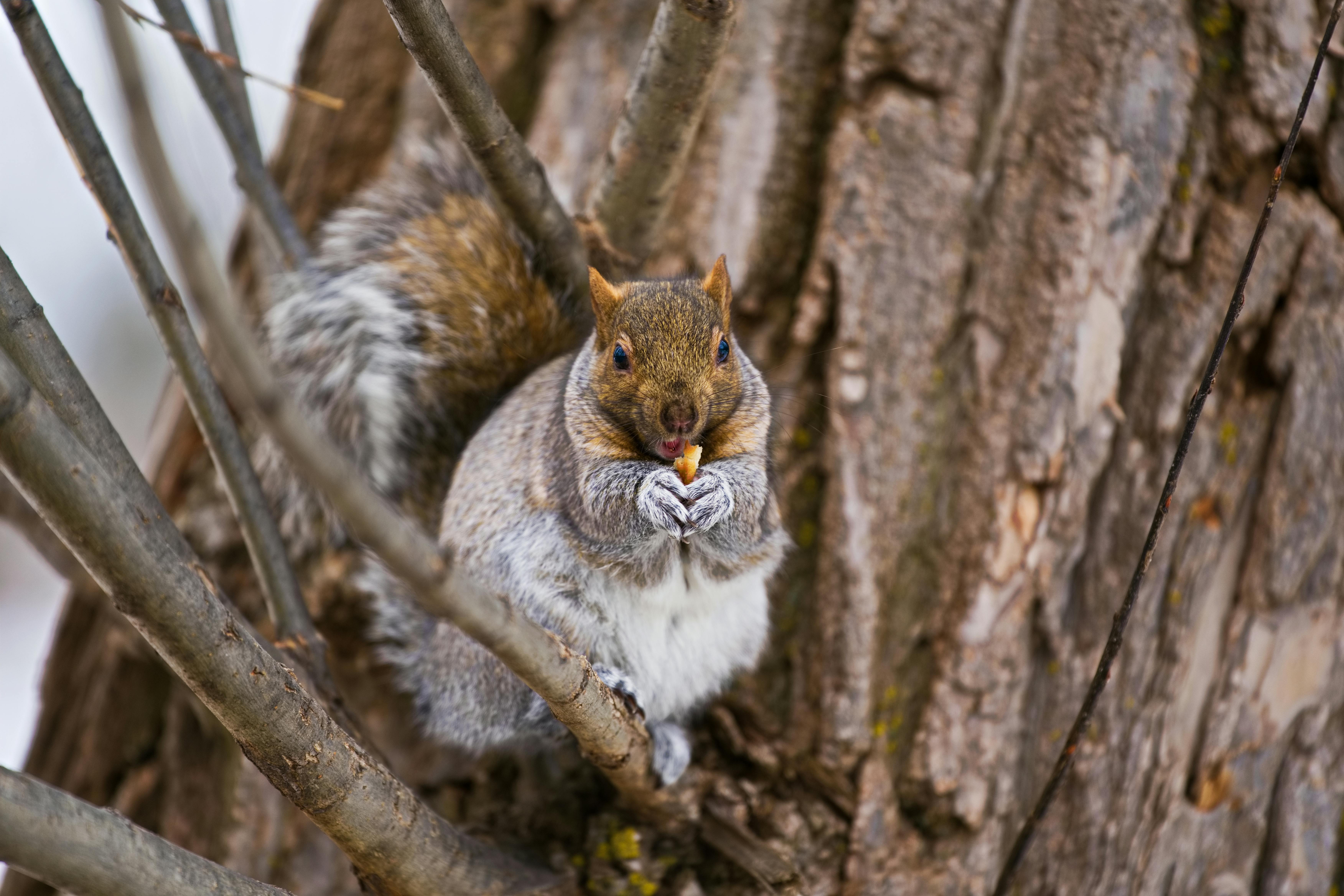 A gray squirrel sits on a tree branch eating, captured in Terrebonne, Canada.