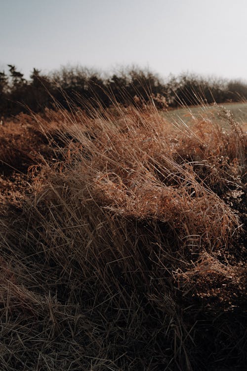 Foto d'estoc gratuïta de herbes, natura, plantes