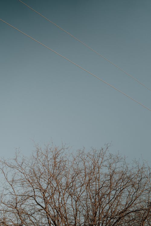 Gratis arkivbilde med bar, blå himmel, grener