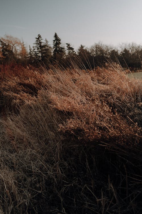 Grasses on Grassland in Countryside