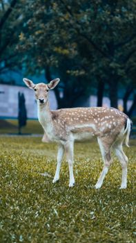 A fallow deer stands gracefully on a lush, grassy lawn in a tranquil park.