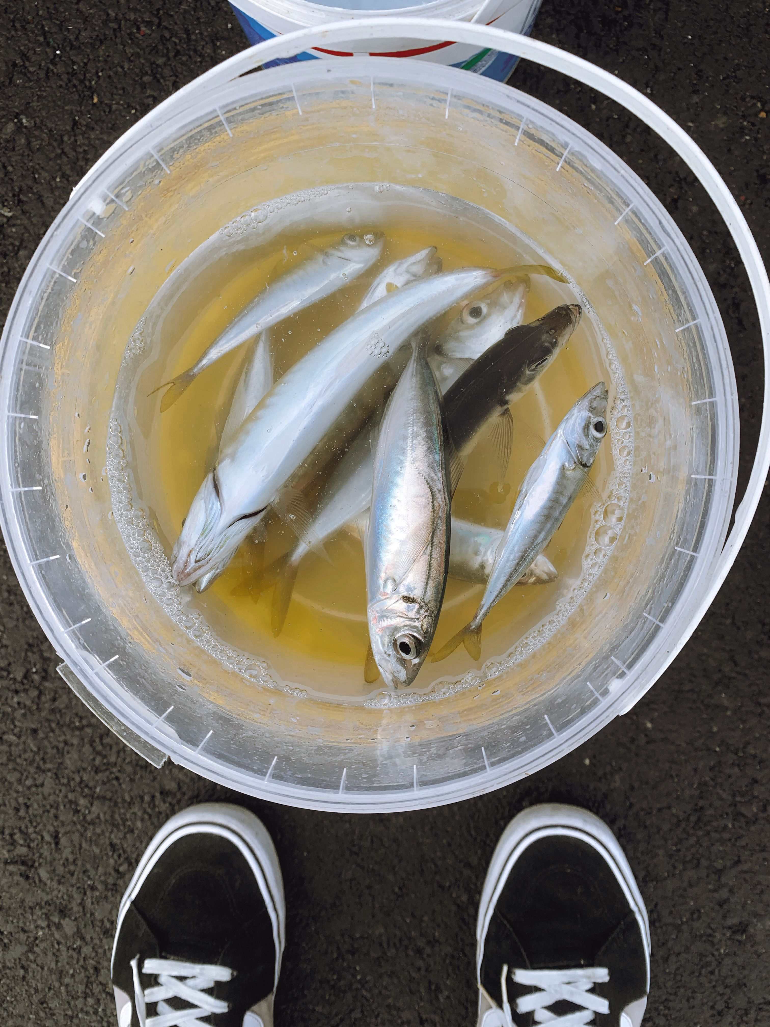 Close-up of various fish in a plastic bucket with a casual urban background.