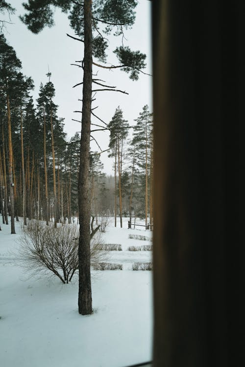 Foto profissional grátis de coníferas, floresta, inverno